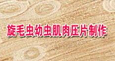 2025澳门免费原料网站